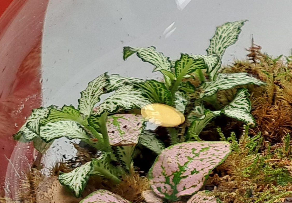 Mine grønne favoritter – Lukket Natur, image size:1126x784