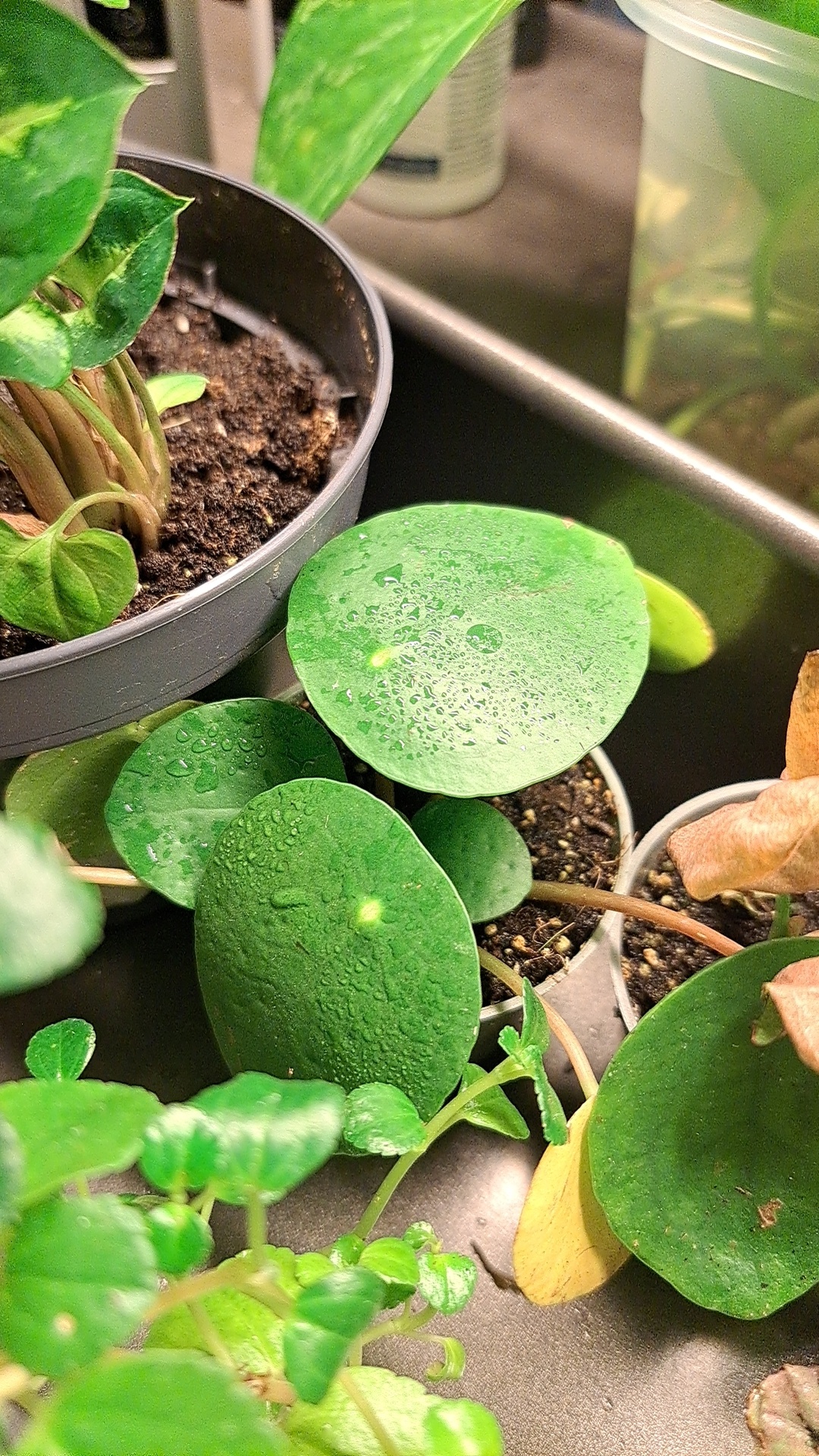 Mine grønne favoritter – Lukket Natur, image size:1080x1920